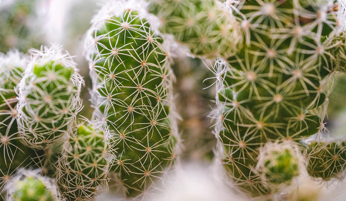 Lire la suite à propos de l’article Maximize Your Gardening Services Business with OceanWP